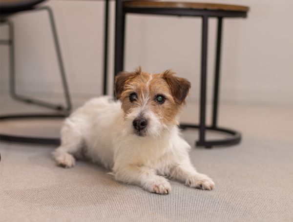 Rudi Rudi, Forderungsmanagement, Hamburg